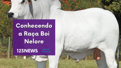 Conhecendo a Raça Boi Nelore