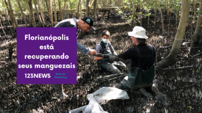 Florianópolis está recuperando seus manguezais