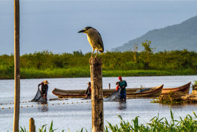 Memória dos pescadores pode ajudar a ciência