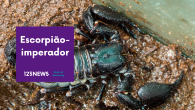 Escorpião-imperador