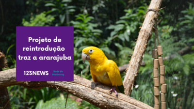 Projeto de reintrodução traz a ararajuba