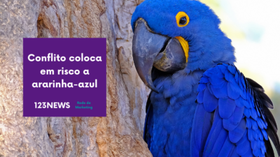 Conflito coloca em risco a ararinha-azul