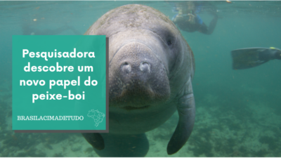 Pesquisadora descobre um novo papel do peixe-boi