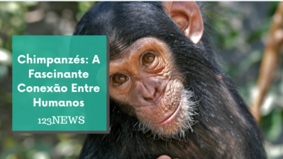 Chimpanzés: A Fascinante Conexão Entre Humanos