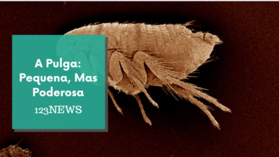 A Pulga: Pequena, Mas Poderosa
