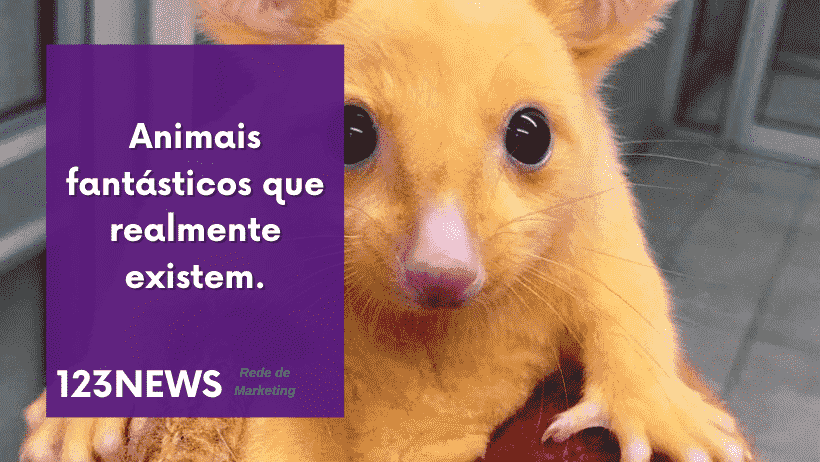 animais