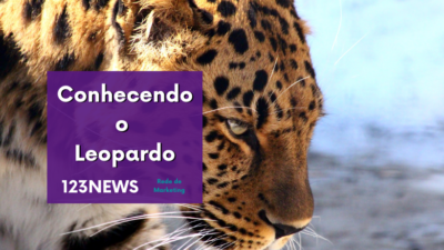Leopardo