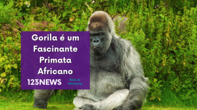 Gorila