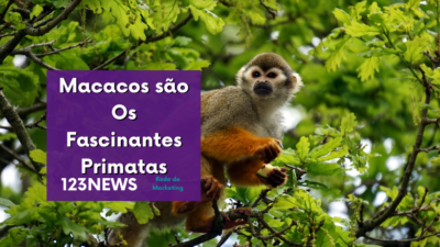 Macaco