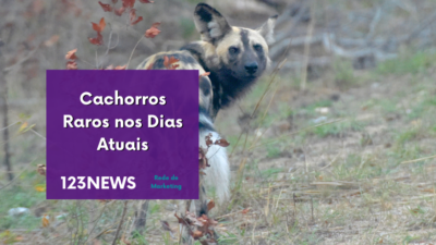 Cachorros Raros