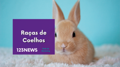 Raças de Coelhos