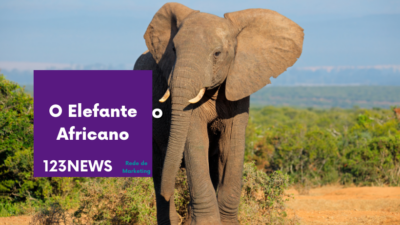 Elefante Africano