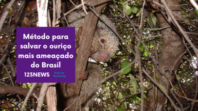 ouriço