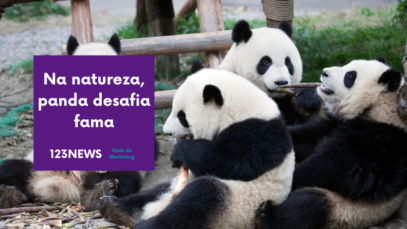 panda