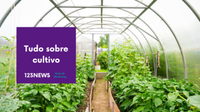 cultivo