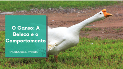 Ganso