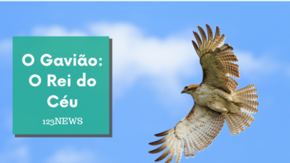 Gavião