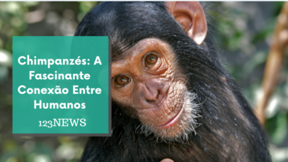 Chimpanzés