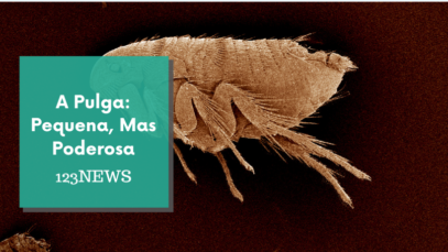 Pulga